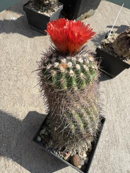 Preview: Parodia tilcarensis